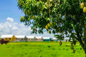 Mango Farm at Carmelita Gardens