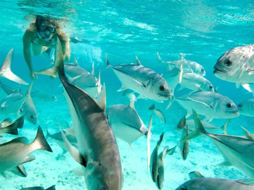 snorkeling on the island